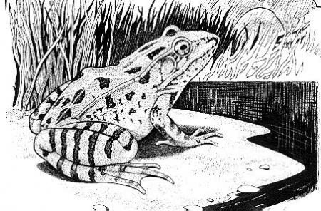 C'EST BON LA GRENOUILLE